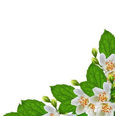 Beyaz Yasemin çiçeği. 