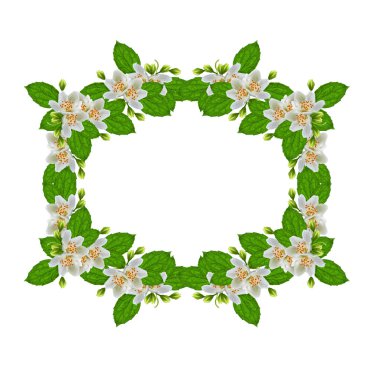 Beyaz Yasemin çiçeği. 