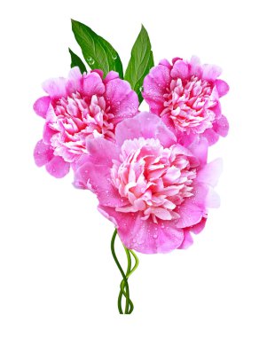 Beyaz arka plan üzerinde izole Şakayık çiçekleri