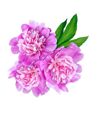 Beyaz arka plan üzerinde izole Şakayık çiçekleri