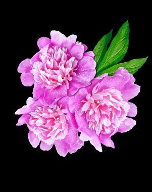 siyah arka plan üzerine izole Şakayık çiçekleri