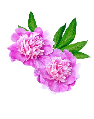 Beyaz arka plan üzerinde izole Şakayık çiçekleri