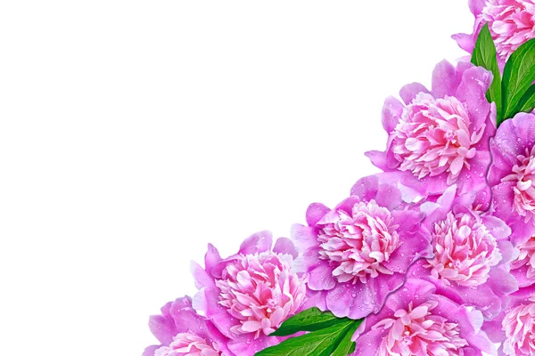 Peony flowers isolated on white background. spring — Stock Photo, Image