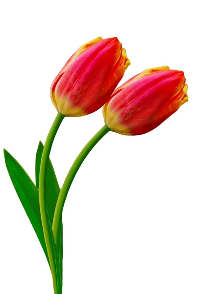 Spring flowers tulips isolated on white background — Stock Photo, Image