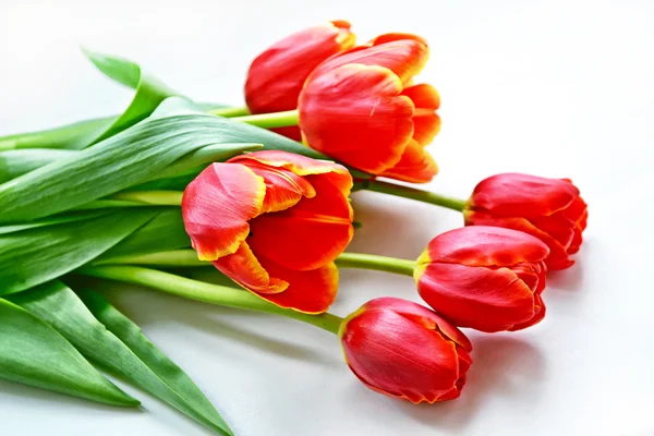 Бутони весняних квітів тюльпани . — стокове фото