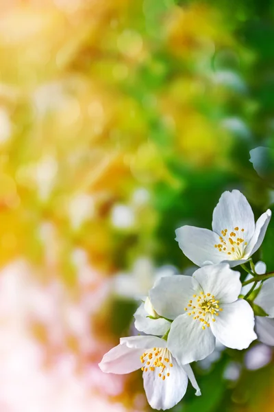 Vit jasmin gren fina vårblommor — Stockfoto