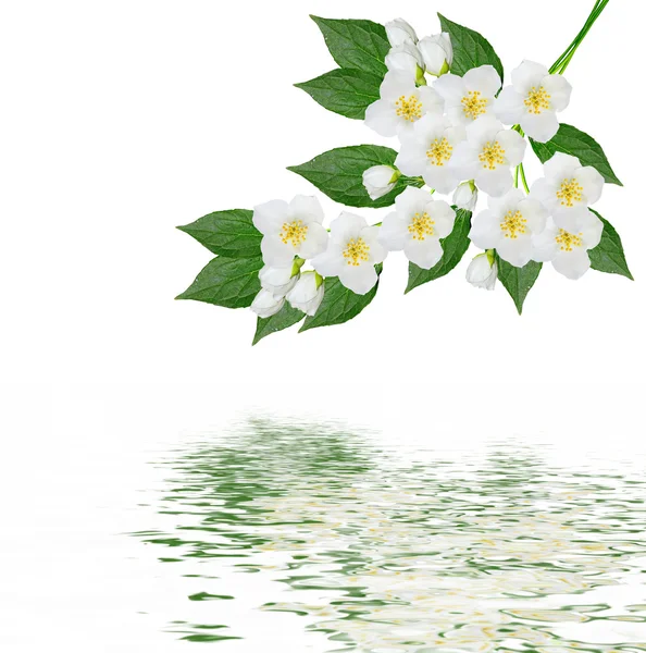 Flor de jazmín blanco . — Foto de Stock