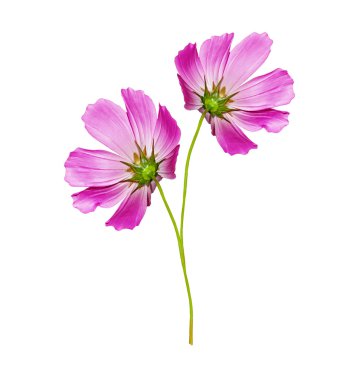 Beyaz arkaplanda izole edilmiş kozmos çiçekleri. 