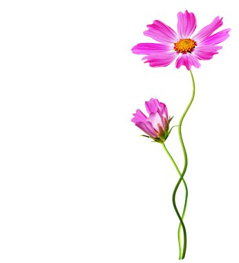 Beyaz arkaplanda izole edilmiş kozmos çiçekleri. 