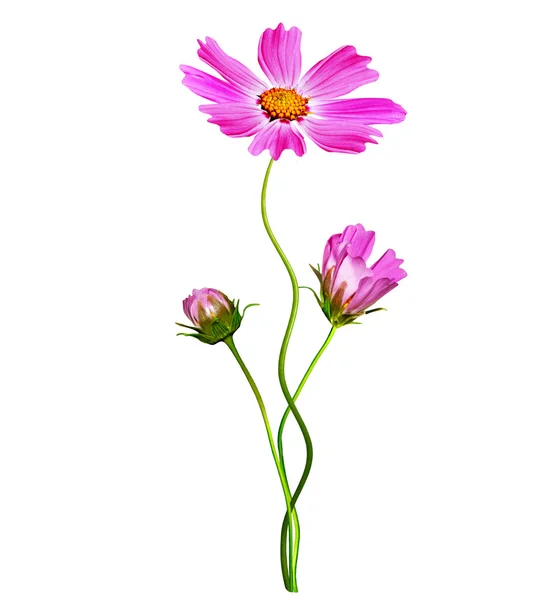 Cosmos flowers isolated on white background. — Stock Photo, Image