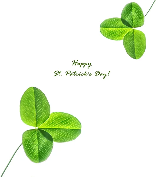 Green clover leaves on a background summer landscape. St.Patrick — Stock Photo, Image