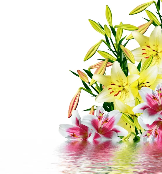 Virág liliom elszigetelt fehér háttér. — Stock Fotó