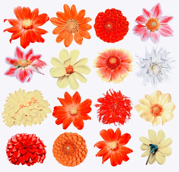 Dalias rojas fotos de stock, imágenes de Dalias rojas sin royalties | Depositphotos Dalias rojas fotos de stock, imágenes de Dalias rojas sin royalties | Depositphotos