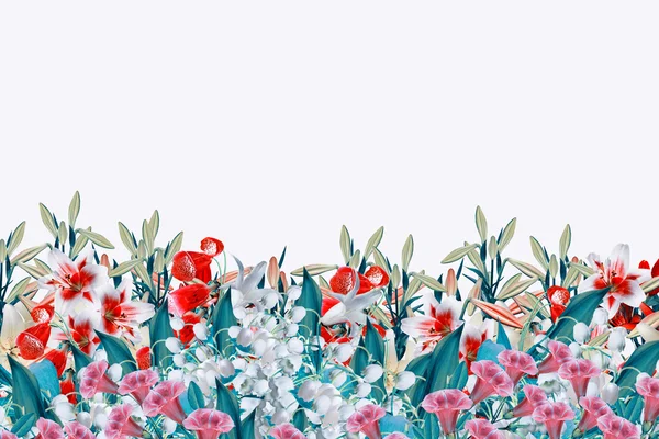 Яскраві барвисті квіти ізольовані на білому тлі . — стокове фото