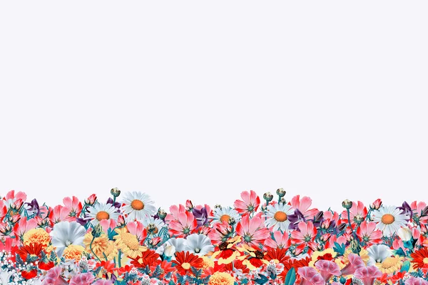 Flores de colores brillantes aisladas sobre fondo blanco . — Foto de Stock