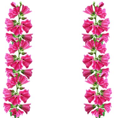 Mallow çiçekleri beyaz arkaplanda izole edilmiş