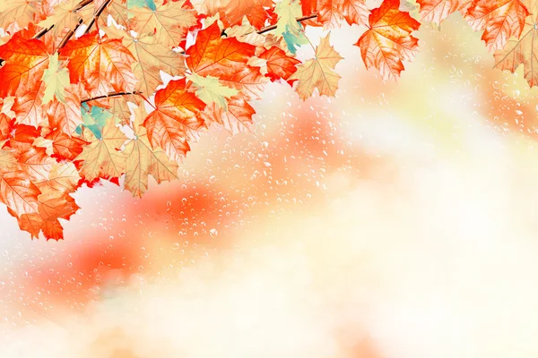 Осенний пейзаж. Красивые листья. Цветные деревья — стоковое фото
