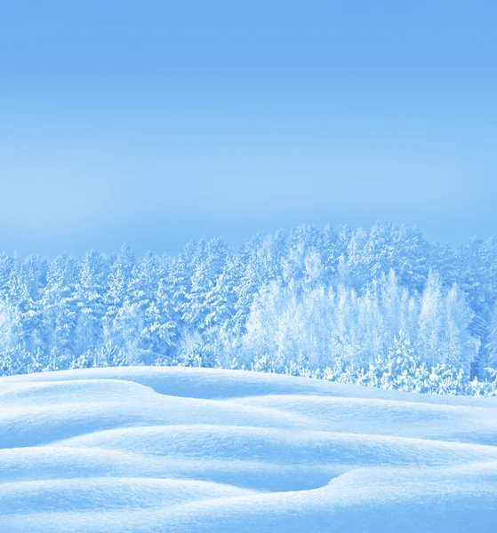 Bosque de invierno. paisaje. Árboles cubiertos de nieve — Foto de Stock