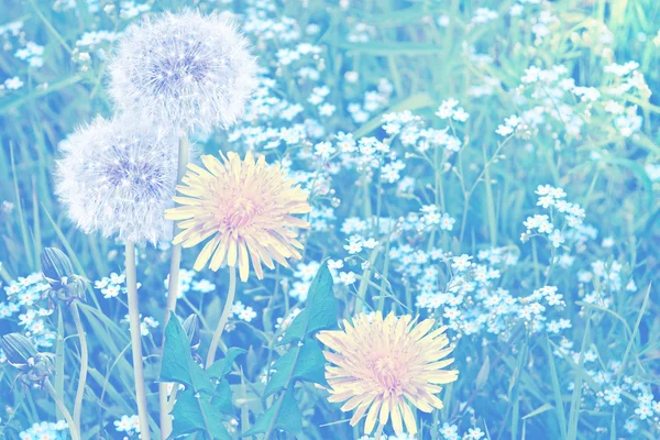 여름의 배경에 대 한 무성 한 민들레 꽃 lan — 스톡 사진