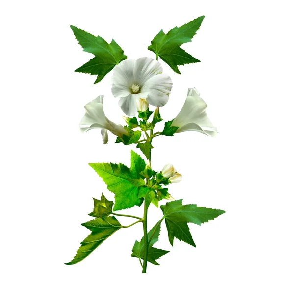 Flores de malva aisladas sobre fondo blanco — Foto de Stock