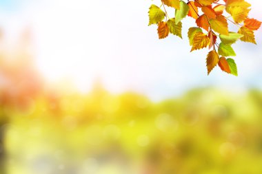 Sonbahar manzara. Güzel yaprakları. Renkli ağaçlar