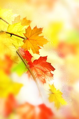 herfst gebladerte. Gouden herfst.
