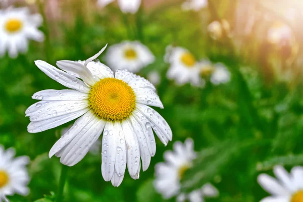 Wildblumen Gänseblümchen. Sommerlandschaft. weiße Kamillenblüten — Stockfoto