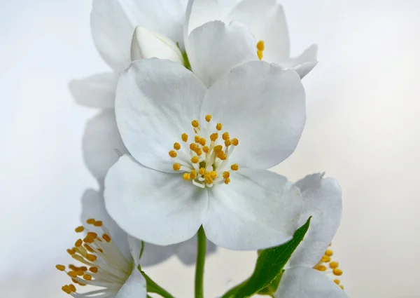 春色秀丽,茉莉花芬芳.白花 — 图库照片