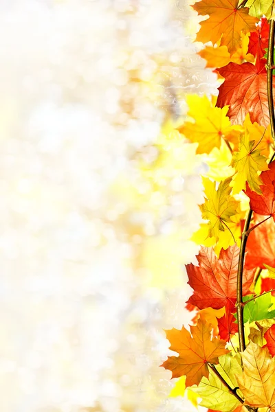 Paisaje de otoño. Hermosas hojas. Árboles coloridos —  Fotos de Stock