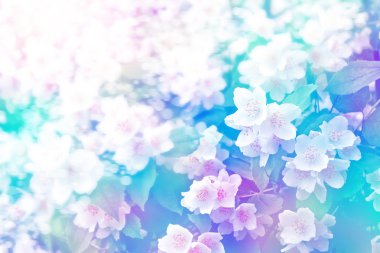 Yasemin şube hassas bahar çiçekleri beyaz