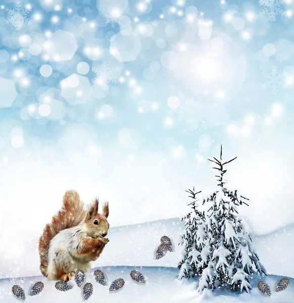 Veverka v zimním lese. Novoroční přání. — Stock fotografie