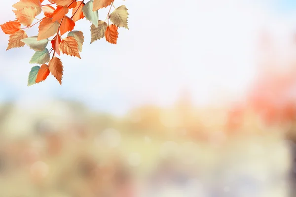 Paysage d'automne. De belles feuilles. Arbres colorés — Photo