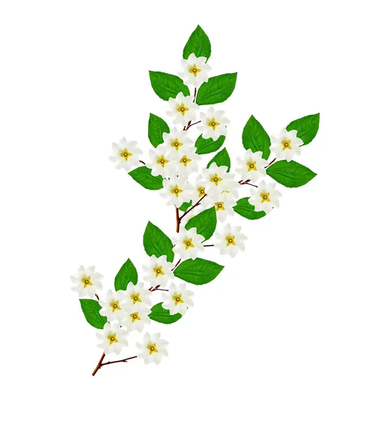 ジャスミンの花が白い背景で隔離の支店。春 — ストック写真