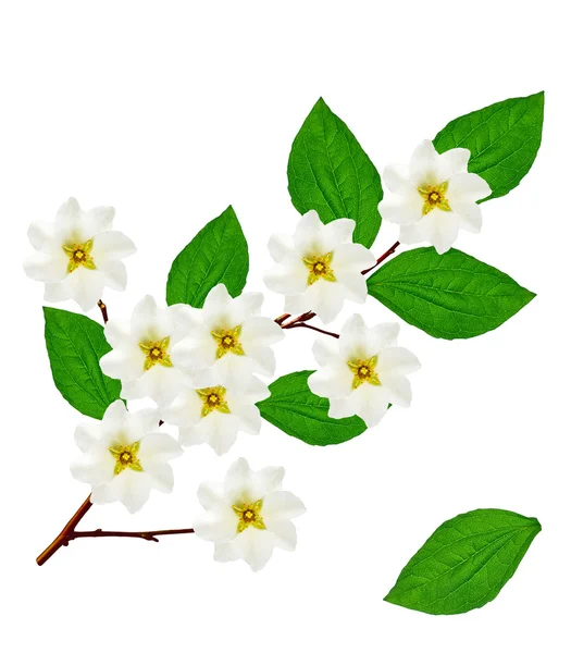 Gałąź kwiatów jaśminu, izolowana na białym tle. wiosna — Zdjęcie stockowe