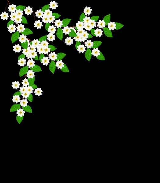 Branch of jasmine flowers isolated on black background. spring — Stock Photo, Image