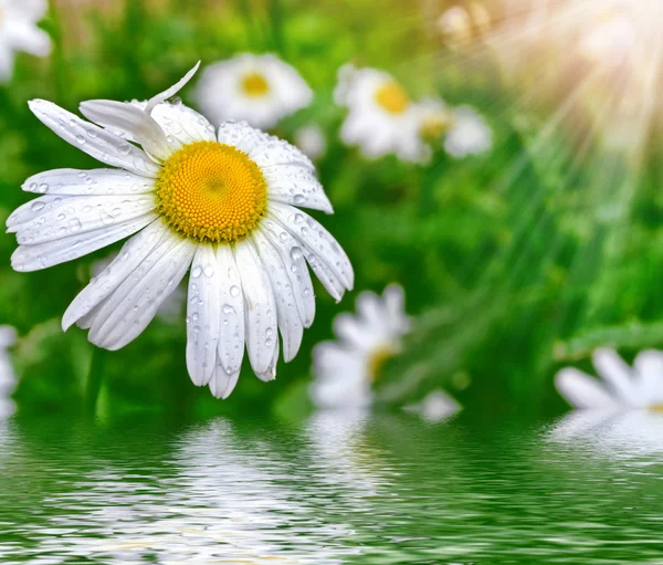 Fiori di campo margherite. Paesaggio estivo. fiori di camomilla bianca — Foto Stock