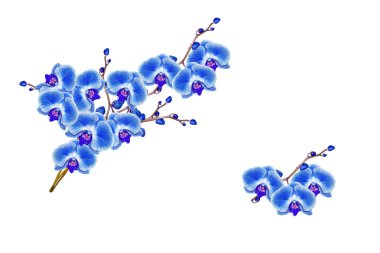 Beyaz arkaplanda izole edilmiş orkide çiçeği.