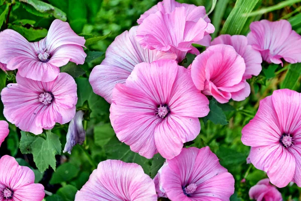 Roze lavatela kleurrijke bloemen op een achtergrond zomer landschap — Stockfoto