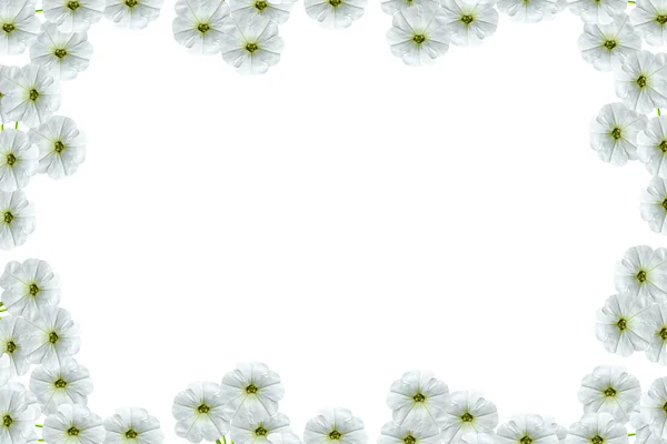 Lavatera isolé sur fond blanc. fleur brillante — Photo