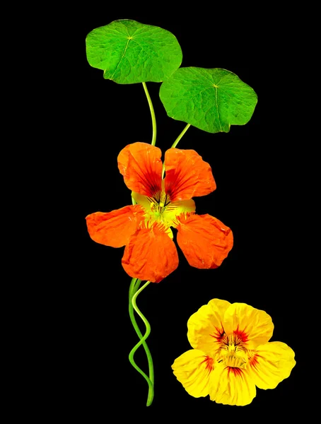 Siyah arka plan üzerine izole nasturtium çiçekler — Stok fotoğraf