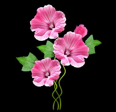 lavatera  isolated on black background. bright flower clipart