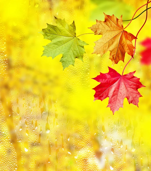 Paisagem de outono. Lindas folhas. Árvores coloridas — Fotografia de Stock