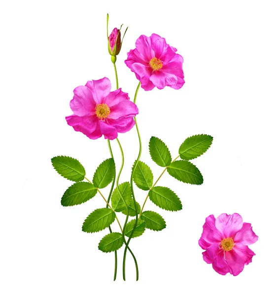 Bimbó Rózsa elszigetelt fehér background — Stock Fotó