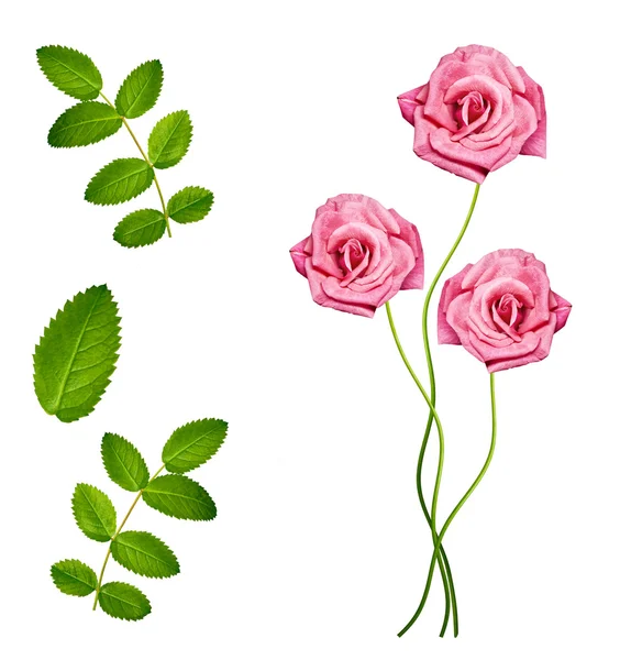 Цветочные почки из роз изолированы на белом фоне — стоковое фото