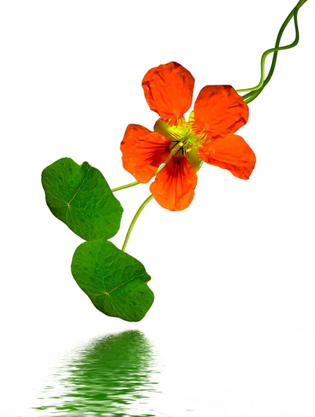 Nasturtium flowers isolated on white background — Stock Photo, Image