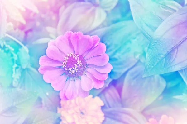 Zinnias rosa flores coloridas em uma paisagem de verão de fundo — Fotografia de Stock