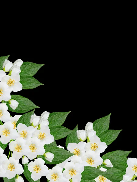 Ramo de flores de jasmim isolado no fundo preto. primavera — Fotografia de Stock