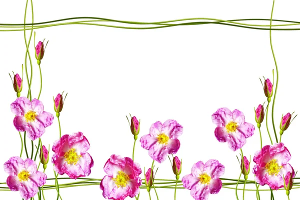 バラの花のつぼみ。ホリデー カード — ストック写真