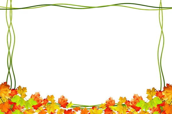 Folhas de outono isolado no fundo branco. — Fotografia de Stock