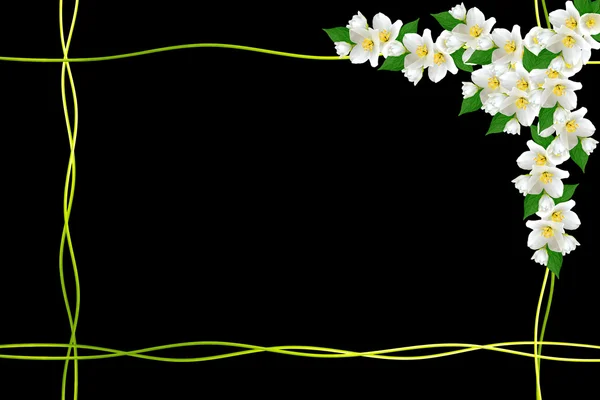 Yasemin çiçekleri siyah arka plan üzerine izole dalı. Bahar — Stok fotoğraf
